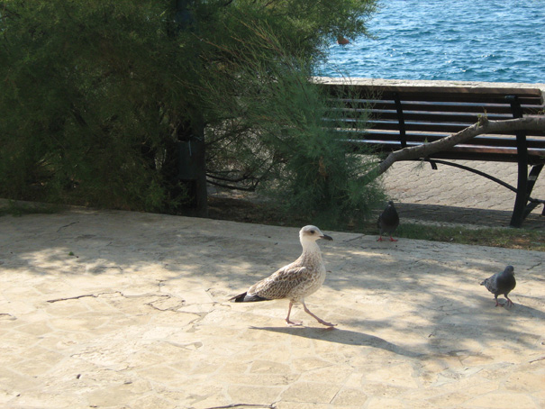 Galeb u Rovinju, 2009 1 A.jpg